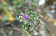 Cyanthillium cinereum