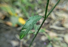 Cyanthillium cinereum
