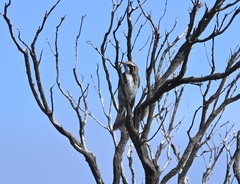 Gliciphila melanops