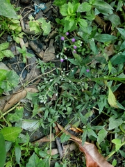 Cyanthillium cinereum