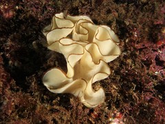 Teichonopsis labyrinthica