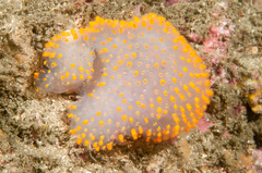Polycitor giganteus