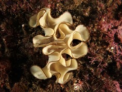 Teichonopsis labyrinthica