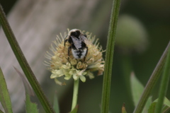 Bombus vestalis