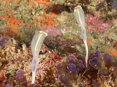 Clavelina meridionalis