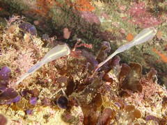 Clavelina meridionalis