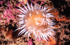 Anthothoe albocincta