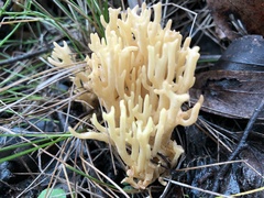 Ramaria watlingii