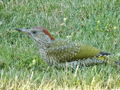 Picus viridis