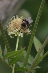 Bombus vestalis