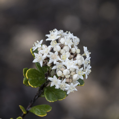 Pomaderris obcordata