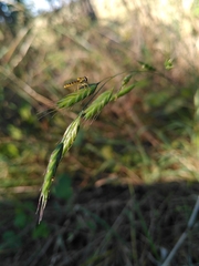 Bromus racemosus