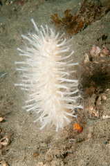 Veretillidae