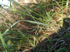 Bromus racemosus
