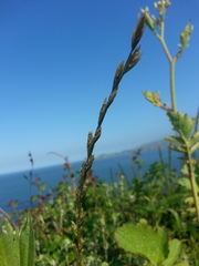 Lolium multiflorum