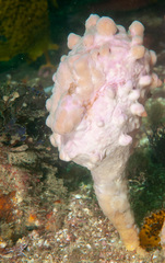 Pyura spinifera