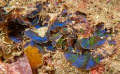 Distromium flabellatum