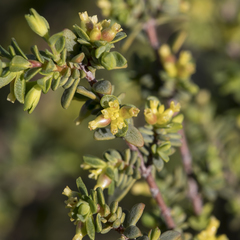 Pimelea serpyllifolia serpyllifolia