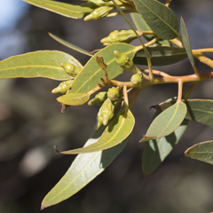 Eucalyptus angulosa