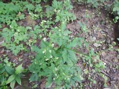 Sanicula chinensis
