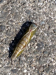 Cerura