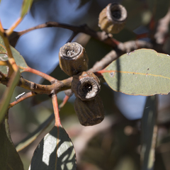 Eucalyptus angulosa