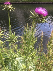 Silybum marianum