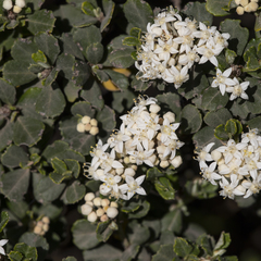 Pomaderris obcordata