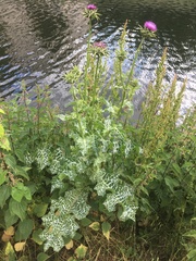 Silybum marianum