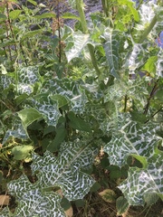Silybum marianum