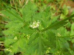 Sanicula chinensis