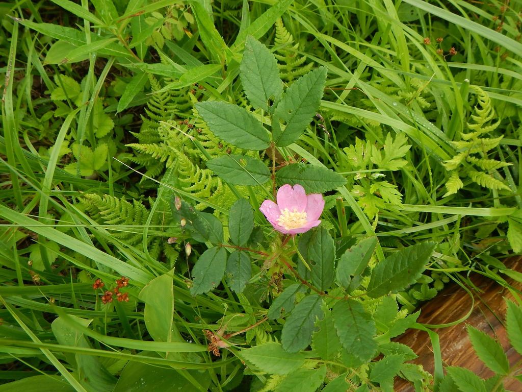 Rosa nipponensis; photograph (c) Junichi Mandai, some rights reserved (CC BY)