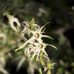 Anthocercis anisantha