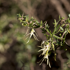 Anthocercis anisantha
