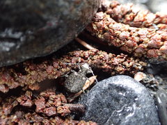 Opisthius richardsoni
