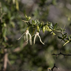 Anthocercis anisantha