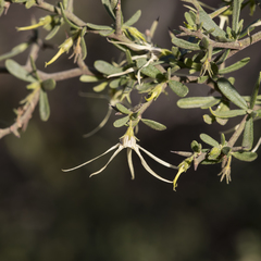 Anthocercis anisantha