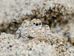 Yllenus turkestanicus