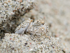 Yllenus turkestanicus