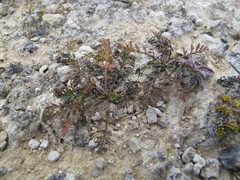 Chaerophyllum novae-zelandiae