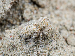 Yllenus turkestanicus