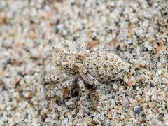 Yllenus turkestanicus