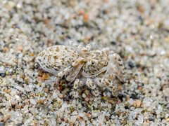 Yllenus turkestanicus