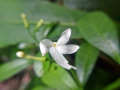 Tabernaemontana divaricata