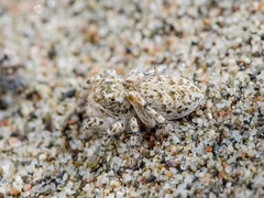 Yllenus turkestanicus