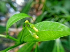 Tabernaemontana divaricata