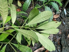 Tabernaemontana divaricata