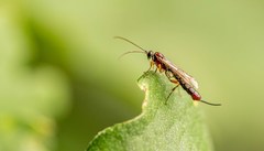 Clistopyga incitator