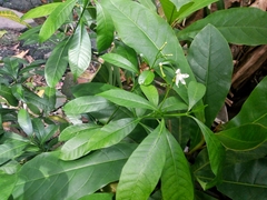 Tabernaemontana divaricata