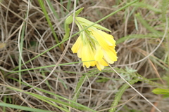 Eulophia leontoglossa